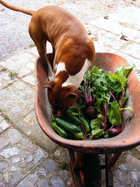Earl, one of our dogs, checking out some of the vegetables that we grew in last years veggie garden (despite the possum and wallabies worst efforts to eat them all)